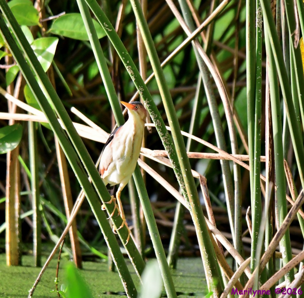 DSC_9305_001.JPG