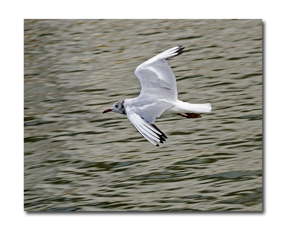 DSC_9306.jpg