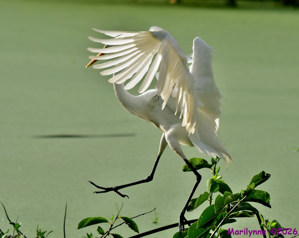 DSC_9306_001.JPG