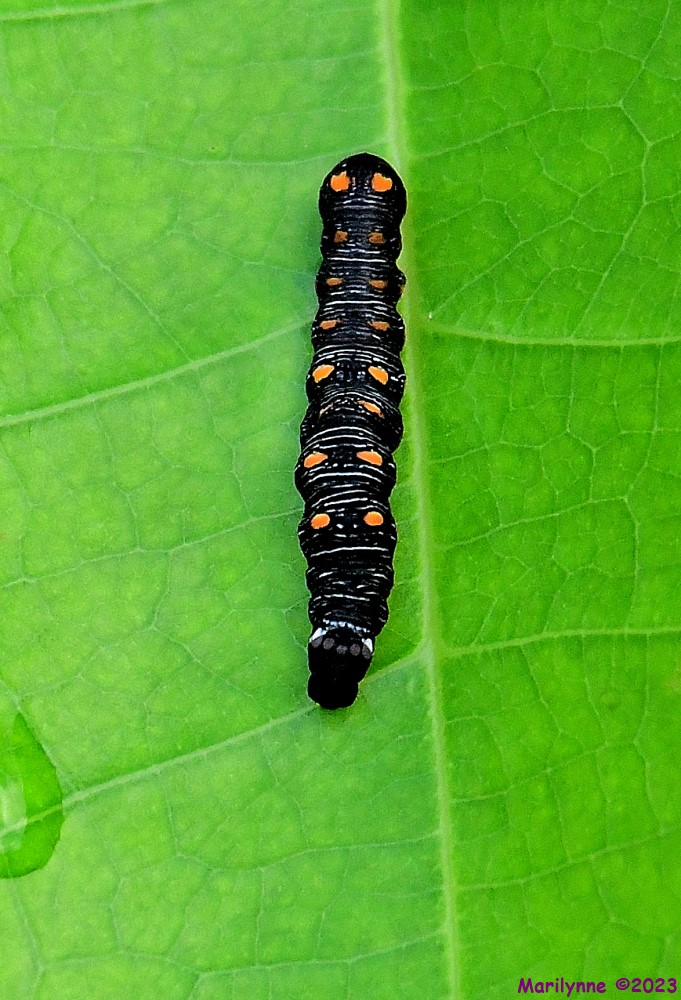 DSC_9307_001.JPG