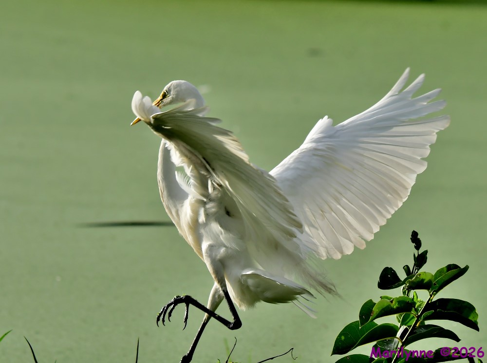 DSC_9307_001.JPG