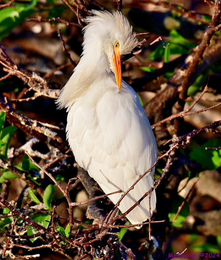 DSC_9309_001.JPG