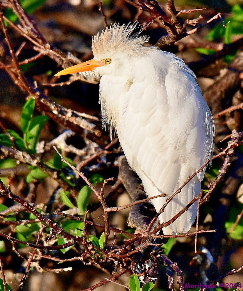 DSC_9310_001.JPG