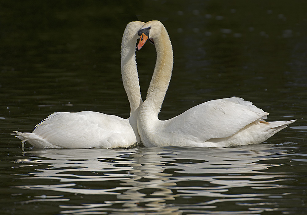 DSC_9313.jpg