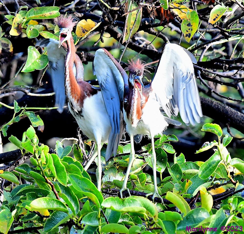 DSC_9313_001.JPG