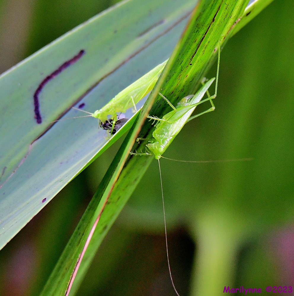 DSC_9314_001.JPG