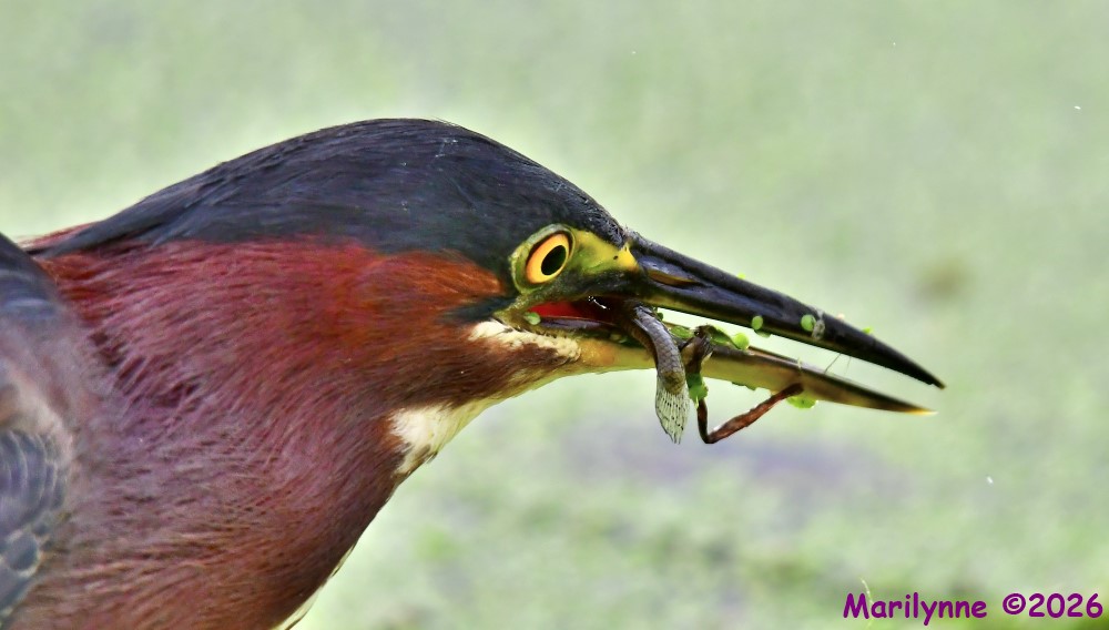 DSC_9314_001.JPG