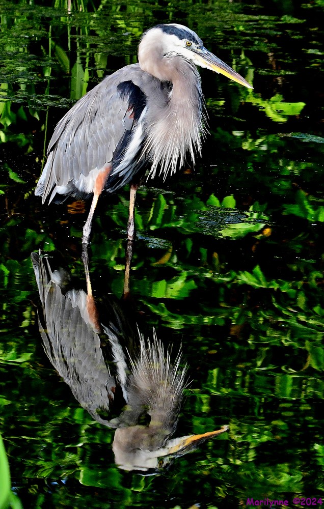 DSC_9318_001.JPG