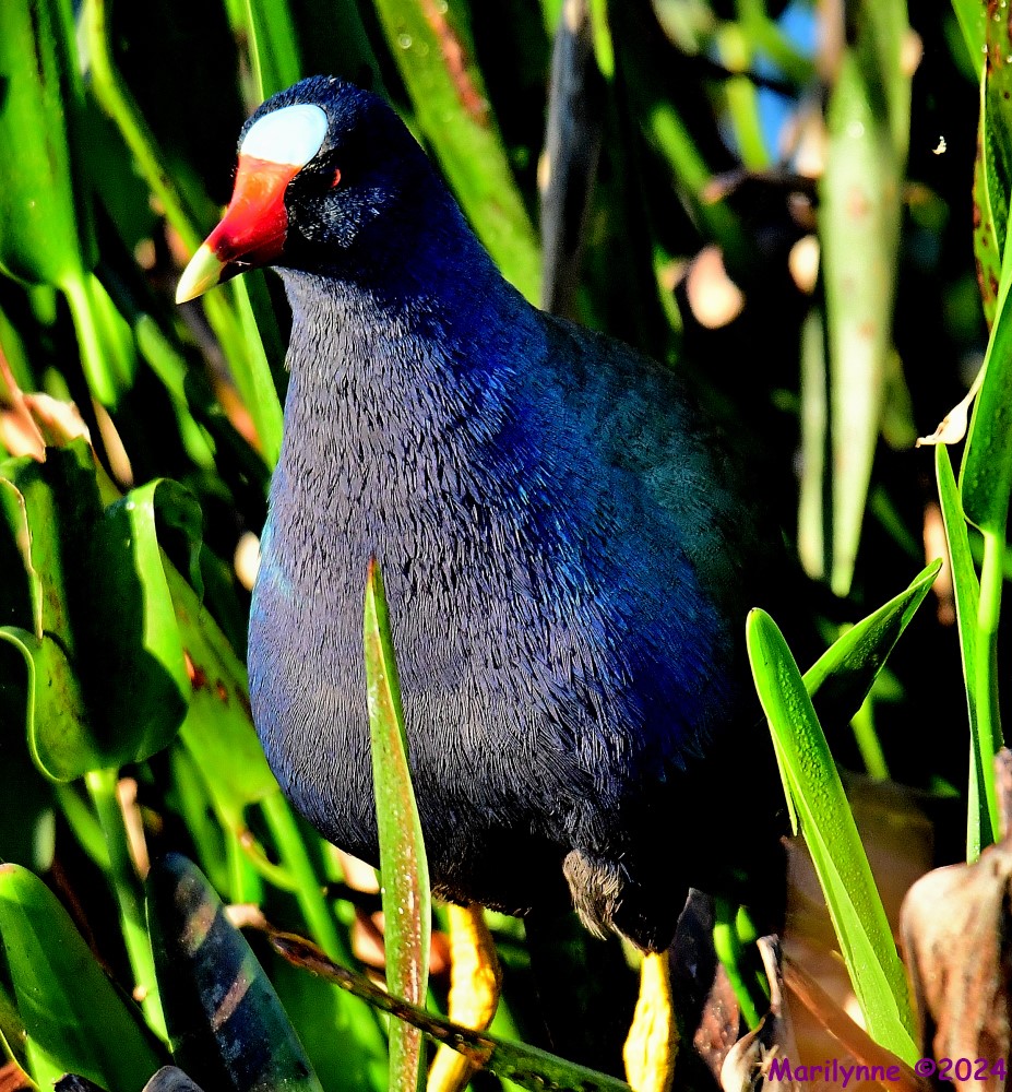 DSC_9319_001.JPG