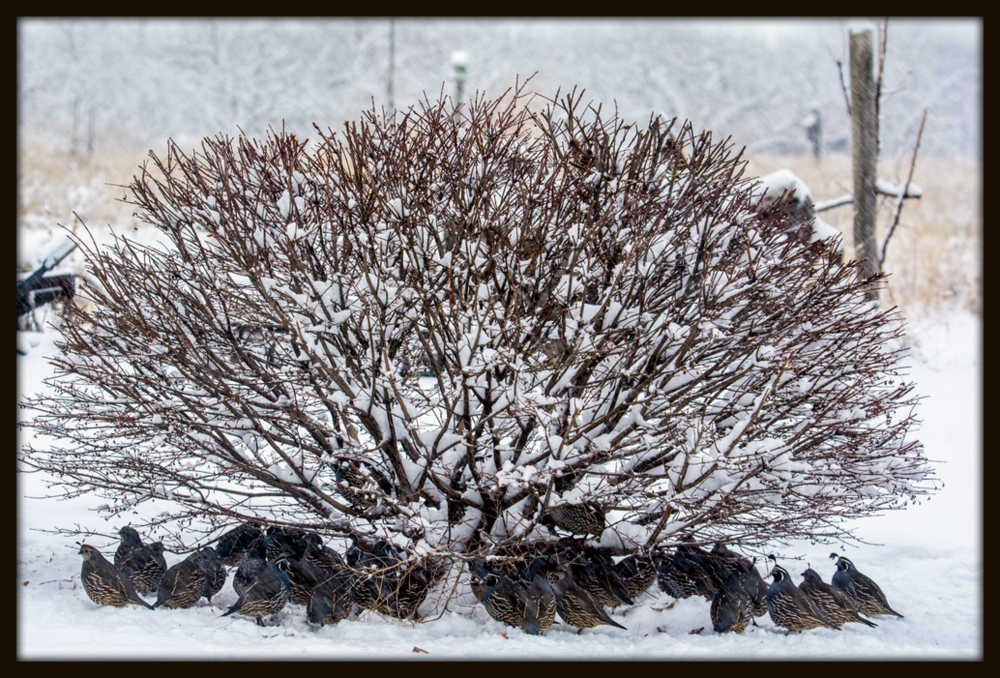 DSC_9321.jpg