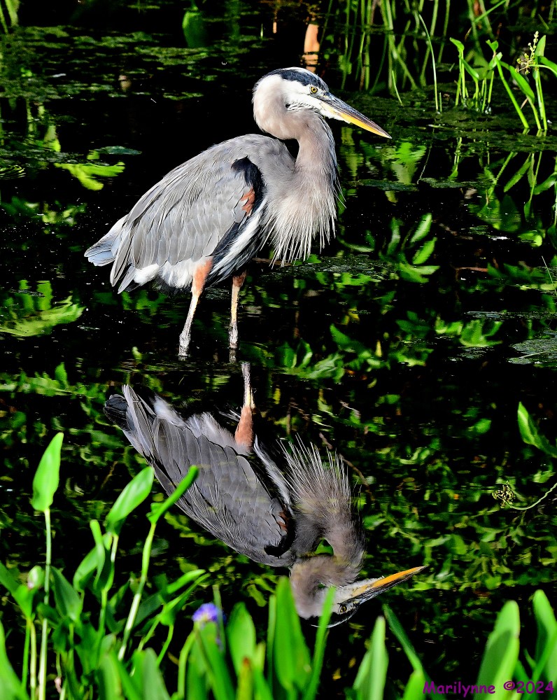 DSC_9321_stitch3_001.JPG