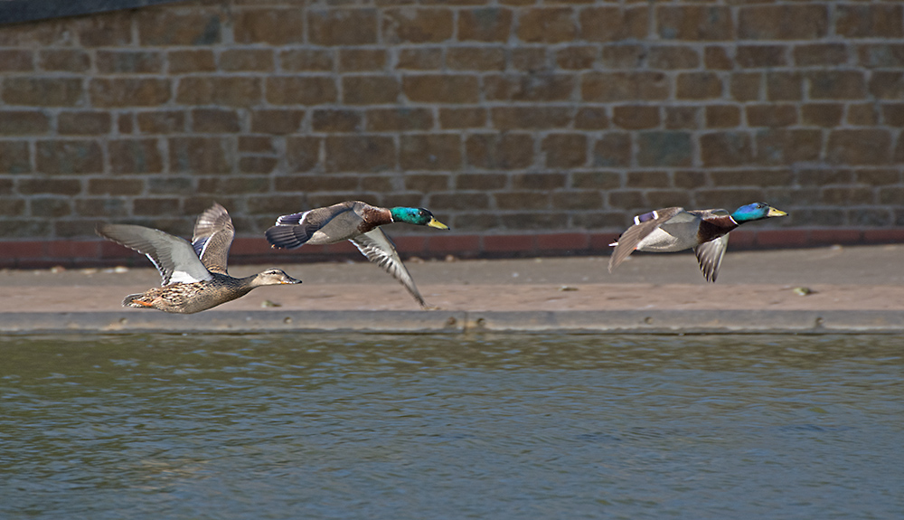 DSC_9322.jpg
