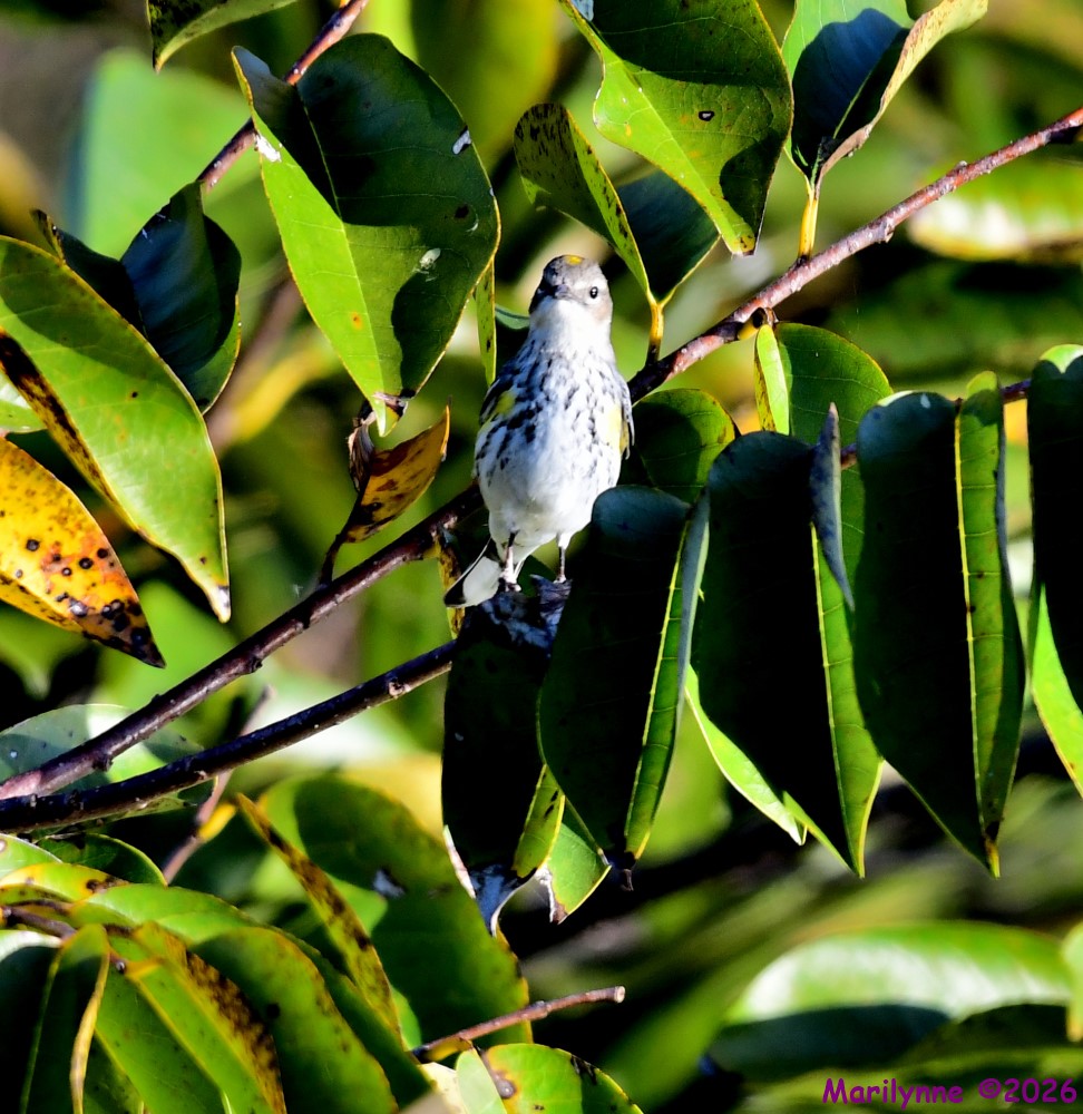 DSC_9322_001.JPG
