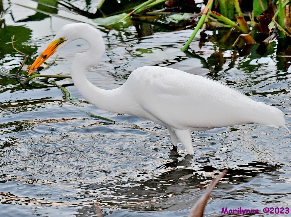 DSC_9323_001.JPG