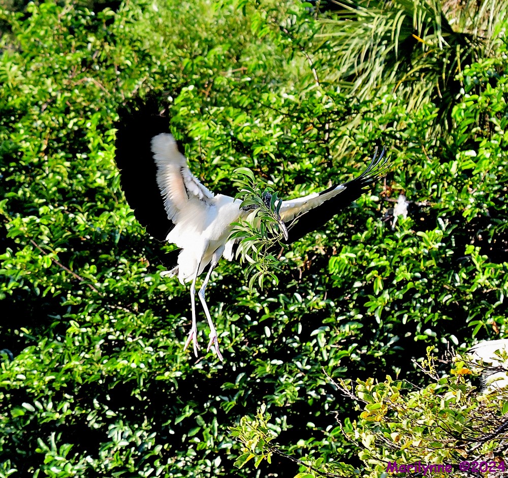 DSC_9323_001.JPG