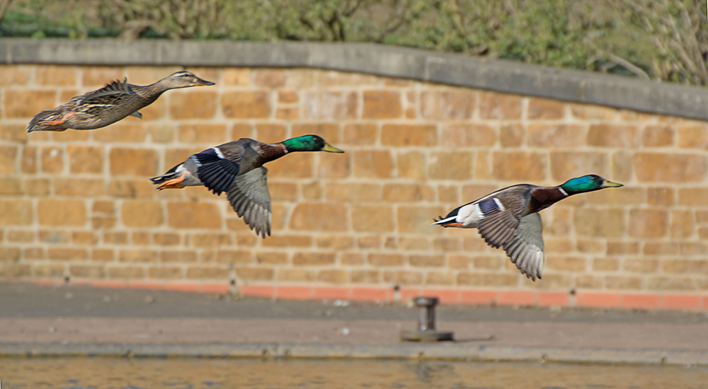 DSC_9325.jpg