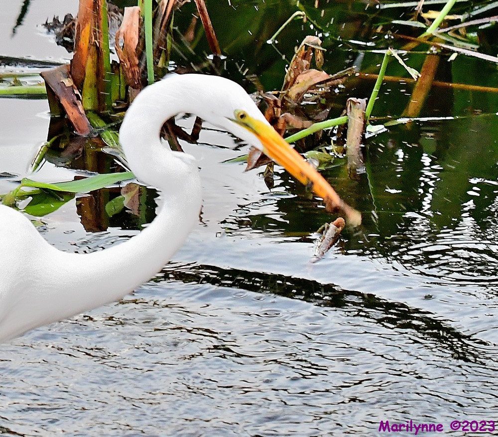 DSC_9325_001.JPG