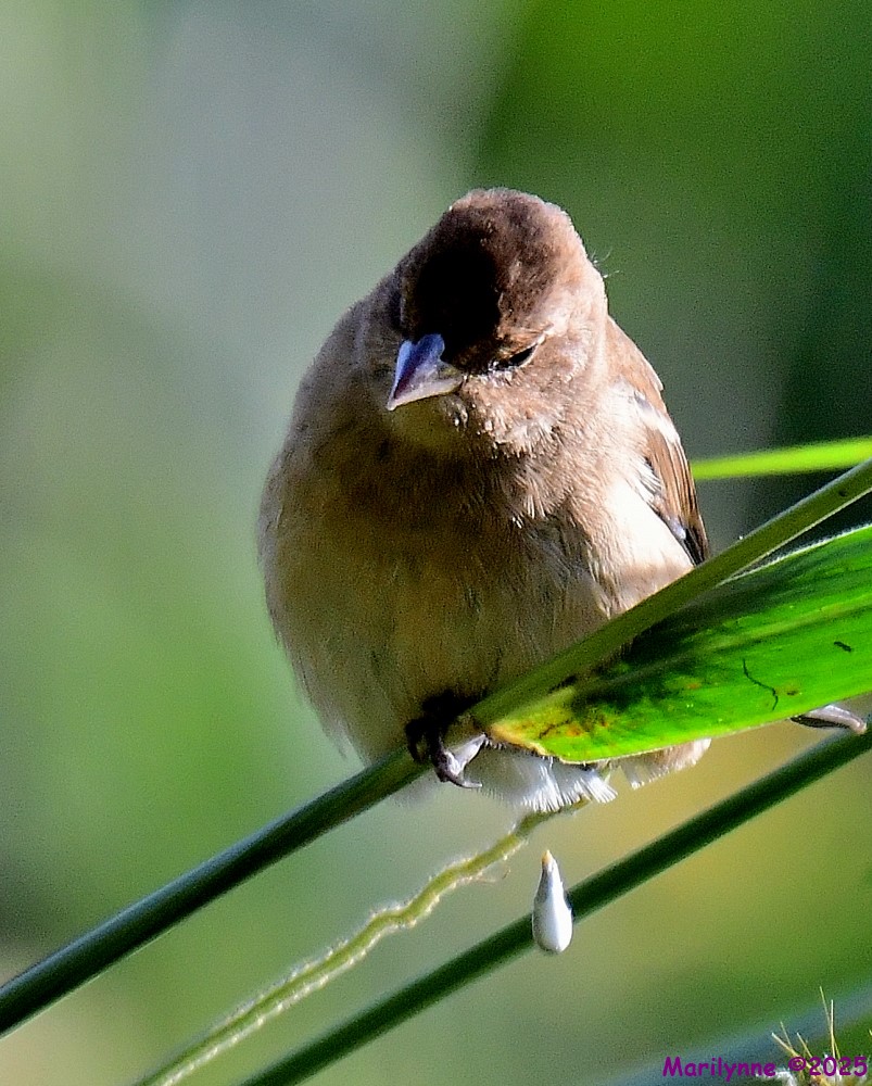 DSC_9328_001.JPG