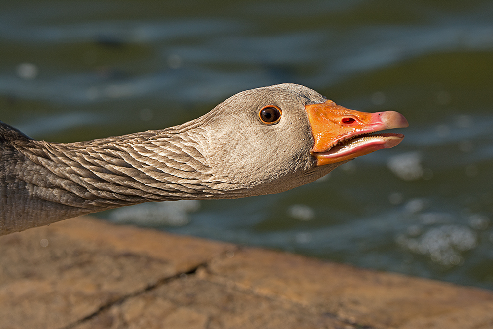 DSC_9330.jpg