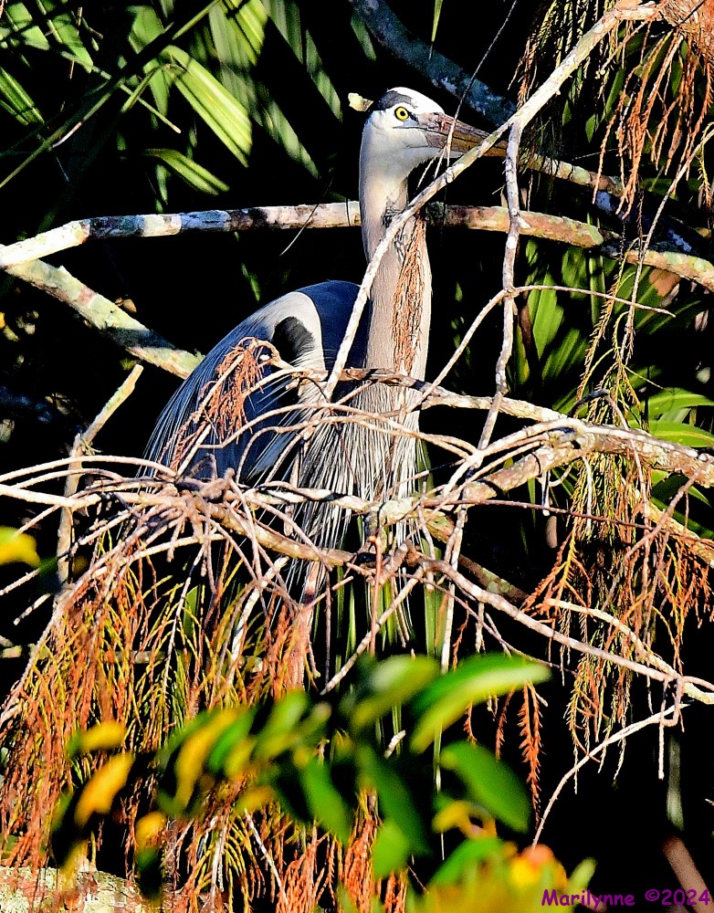DSC_9330_001.JPG