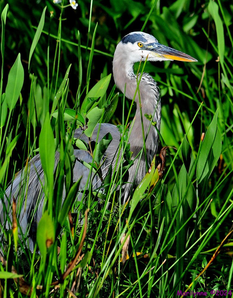 DSC_9330_001.JPG