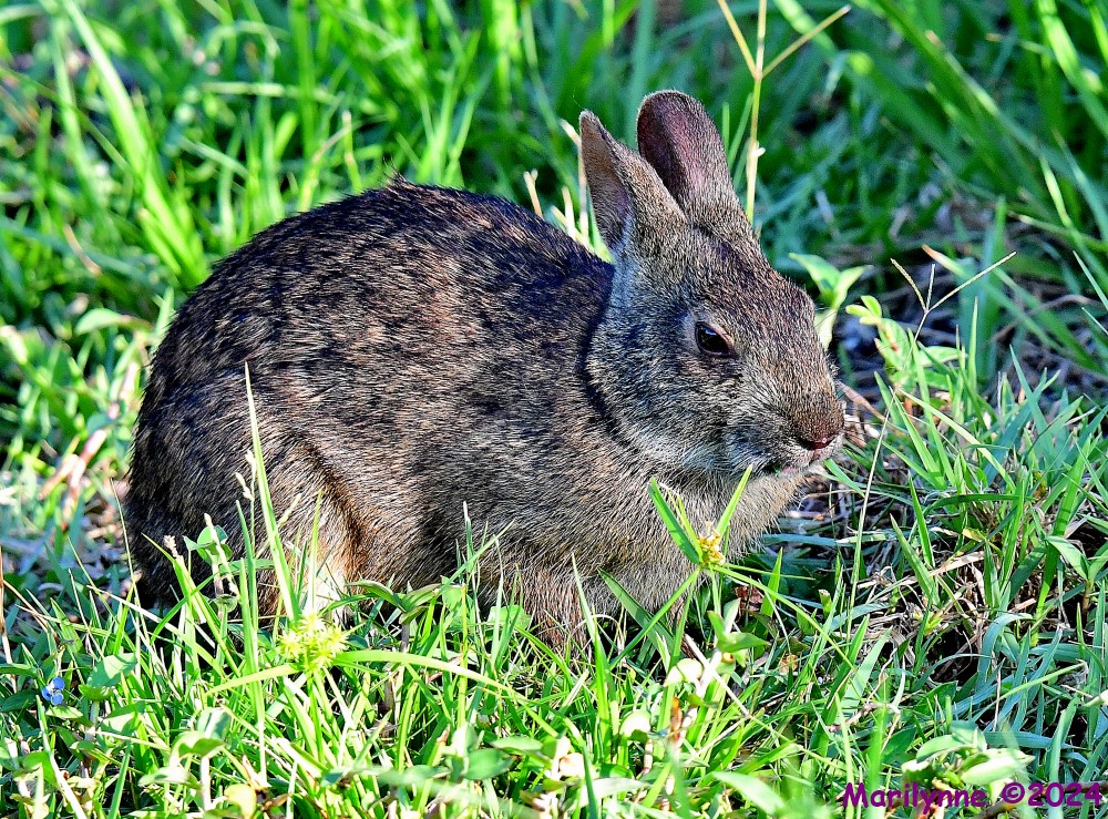 DSC_9331_001.JPG