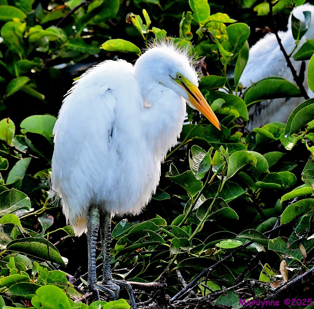 DSC_9331_001.JPG