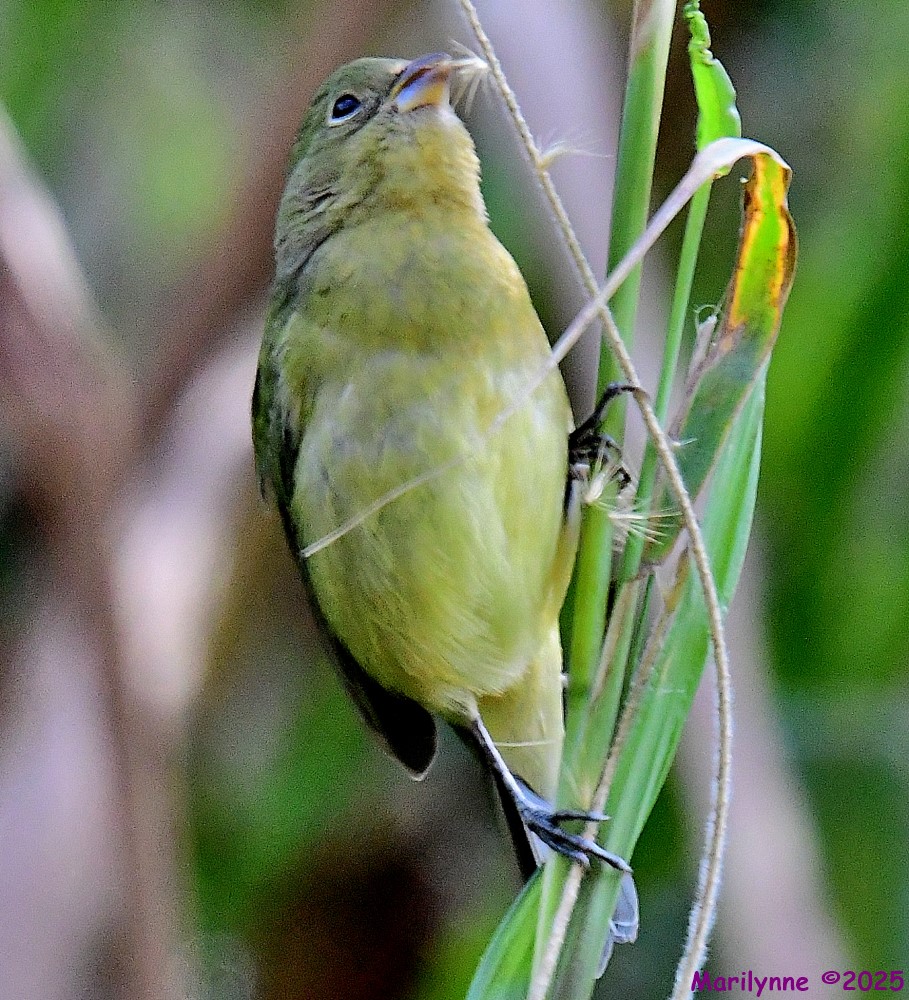 DSC_9332_001.JPG