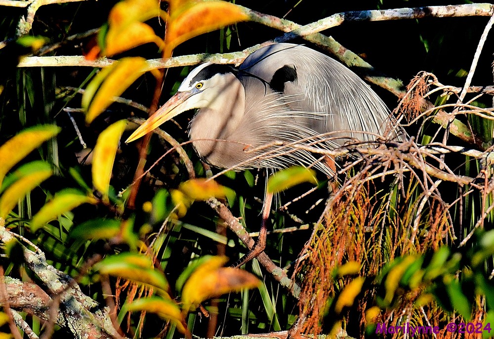 DSC_9333_001.JPG