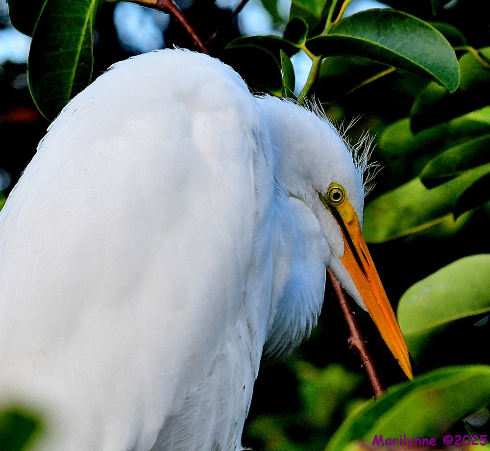 DSC_9334_001.JPG