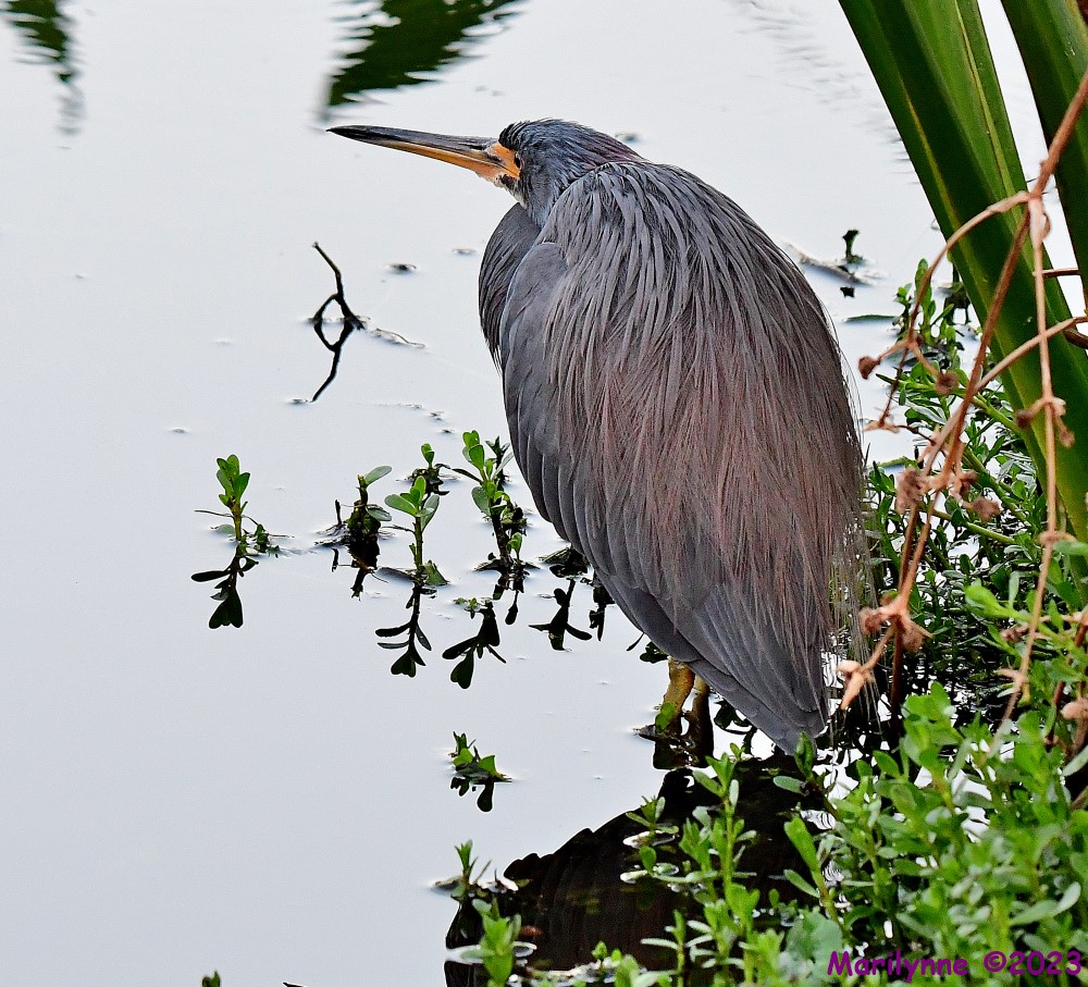 DSC_9335_001.JPG