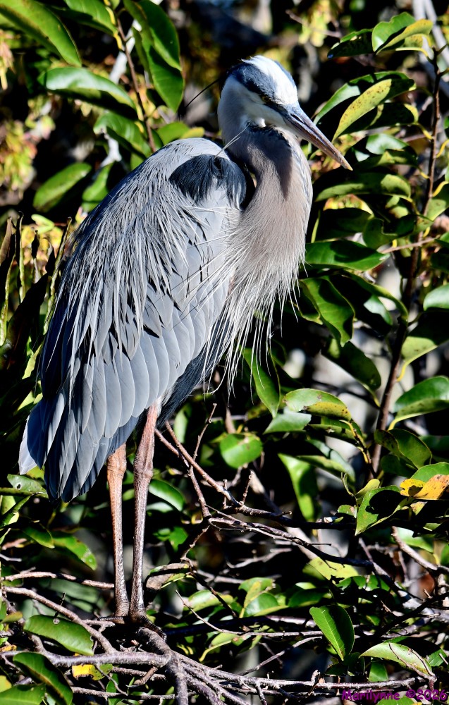 DSC_9337_001.JPG