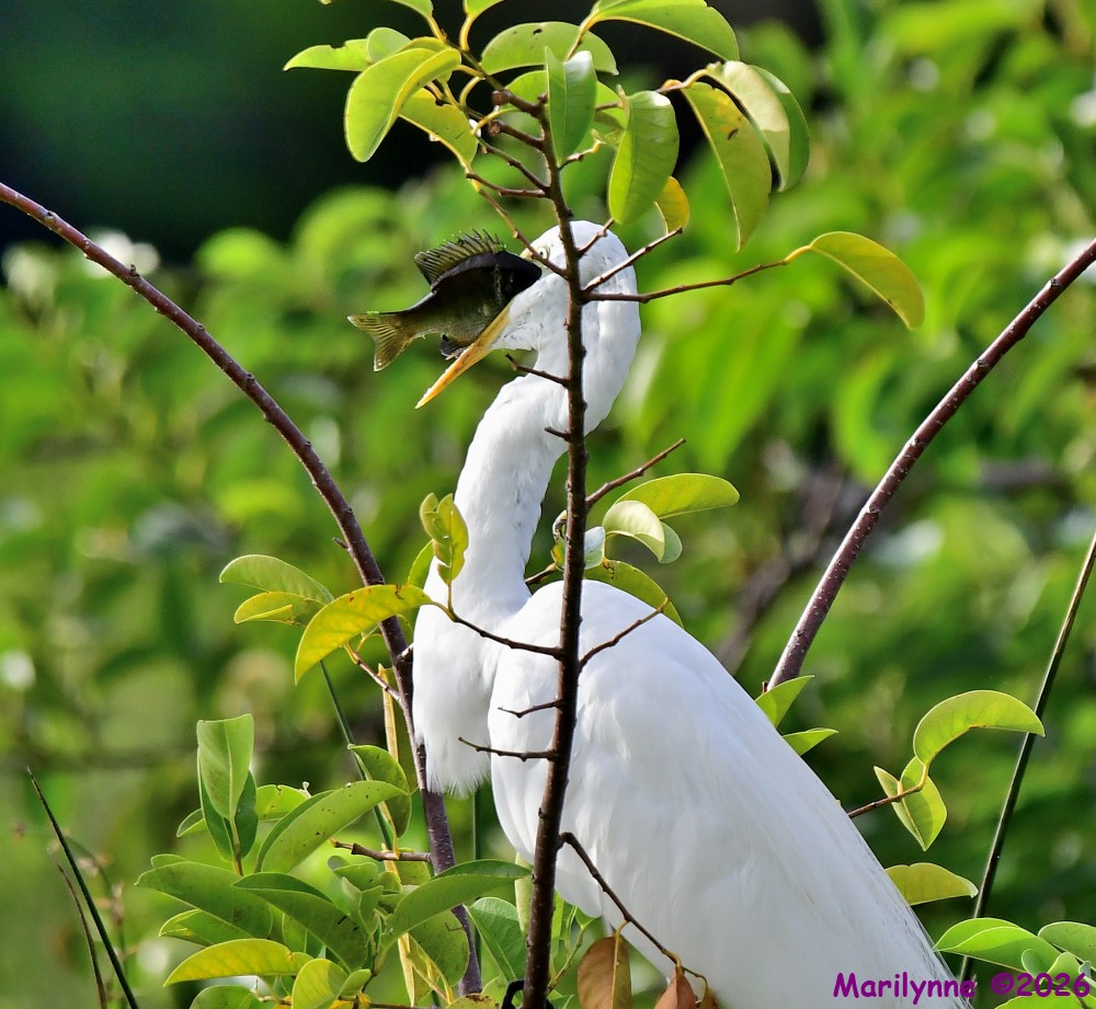 DSC_9337_001.JPG
