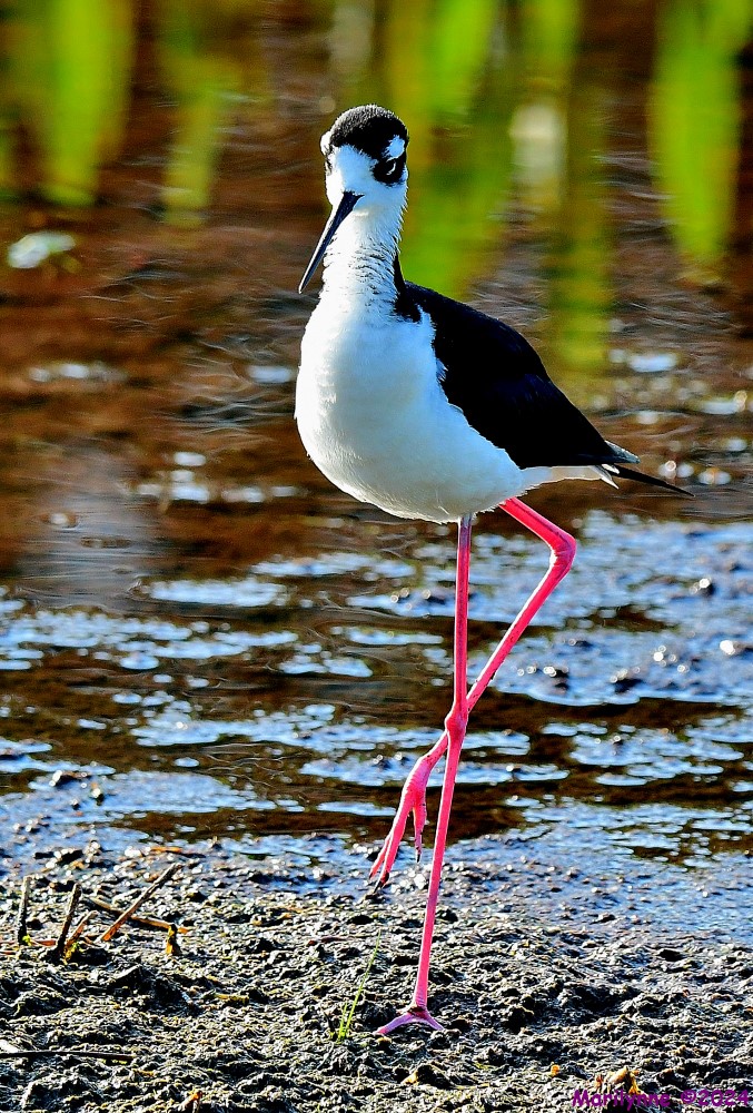 DSC_9338_001.JPG