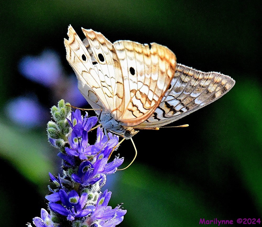 DSC_9339_001.JPG