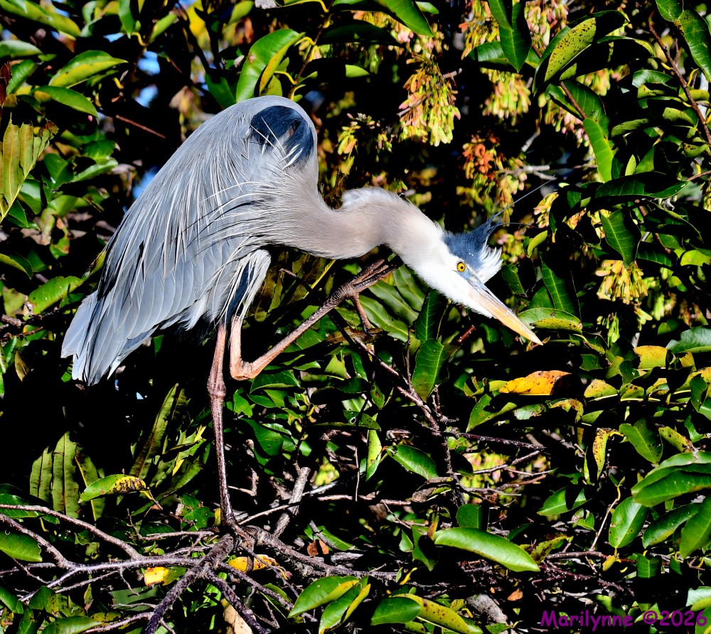 DSC_9340_001.JPG