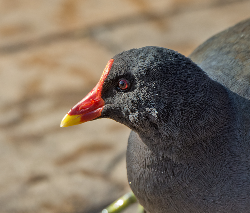 DSC_9342.jpg