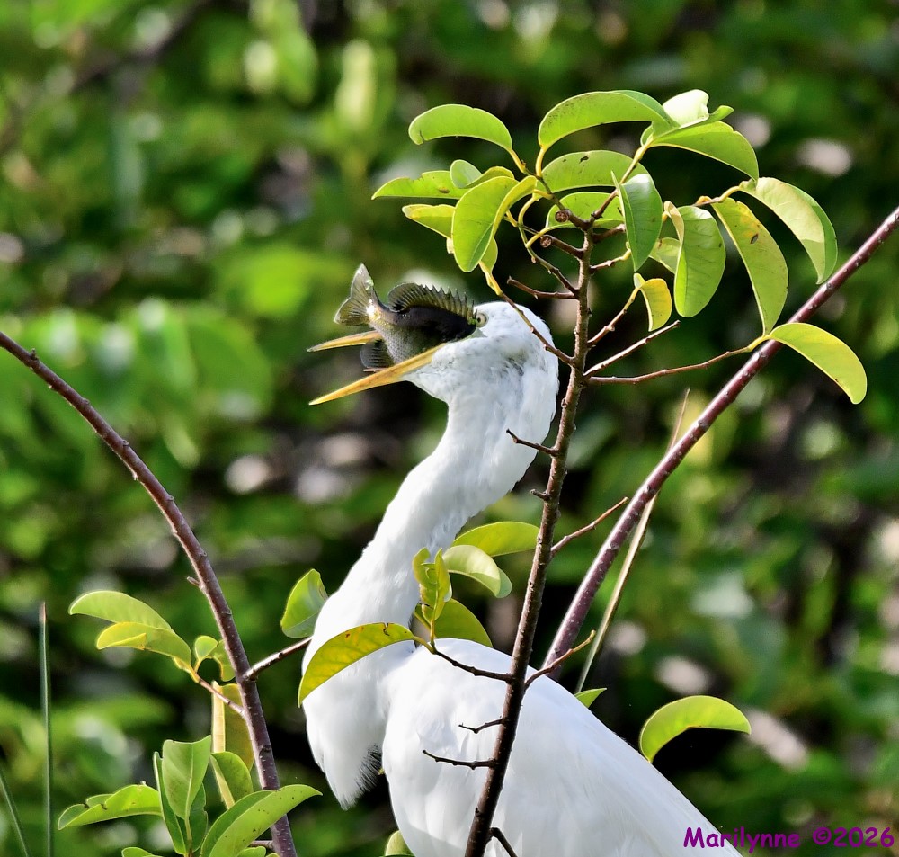 DSC_9342_001.JPG
