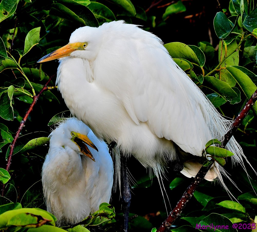 DSC_9344_001.JPG