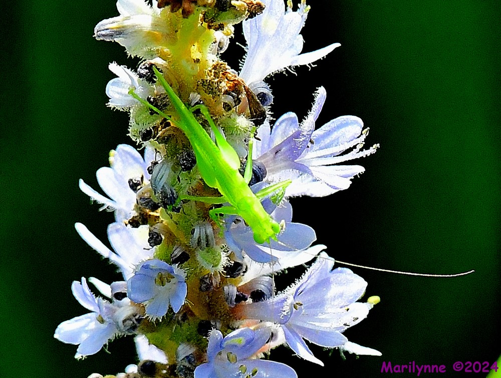 DSC_9345_001.JPG