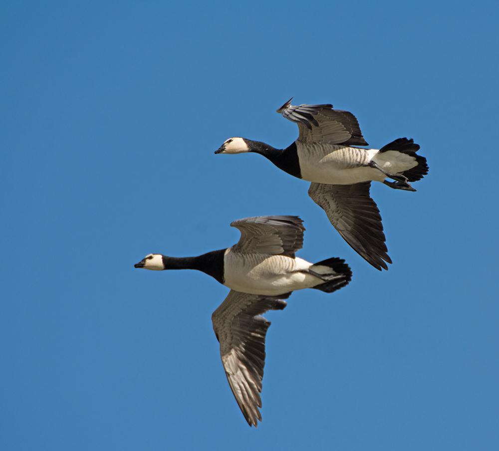 DSC_9346.jpg