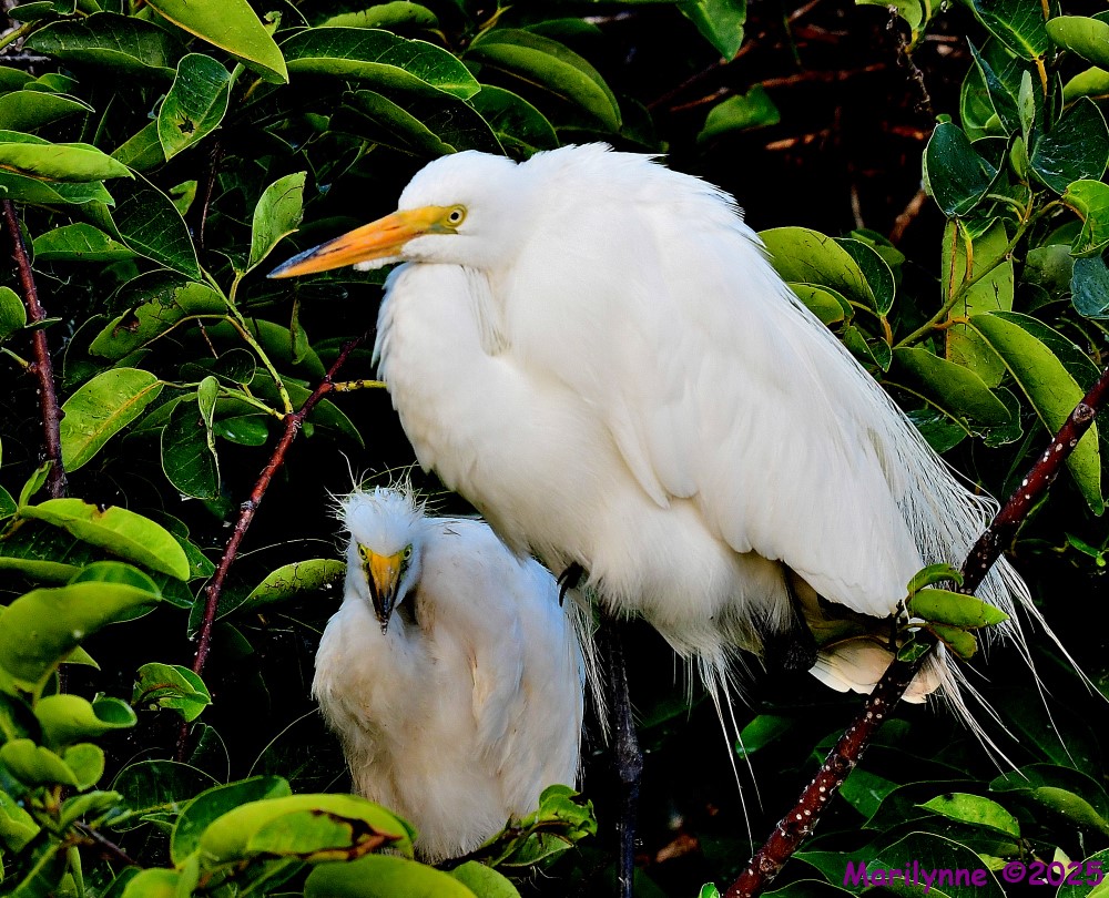 DSC_9347_001.JPG