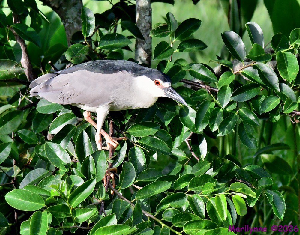 DSC_9348_001.JPG