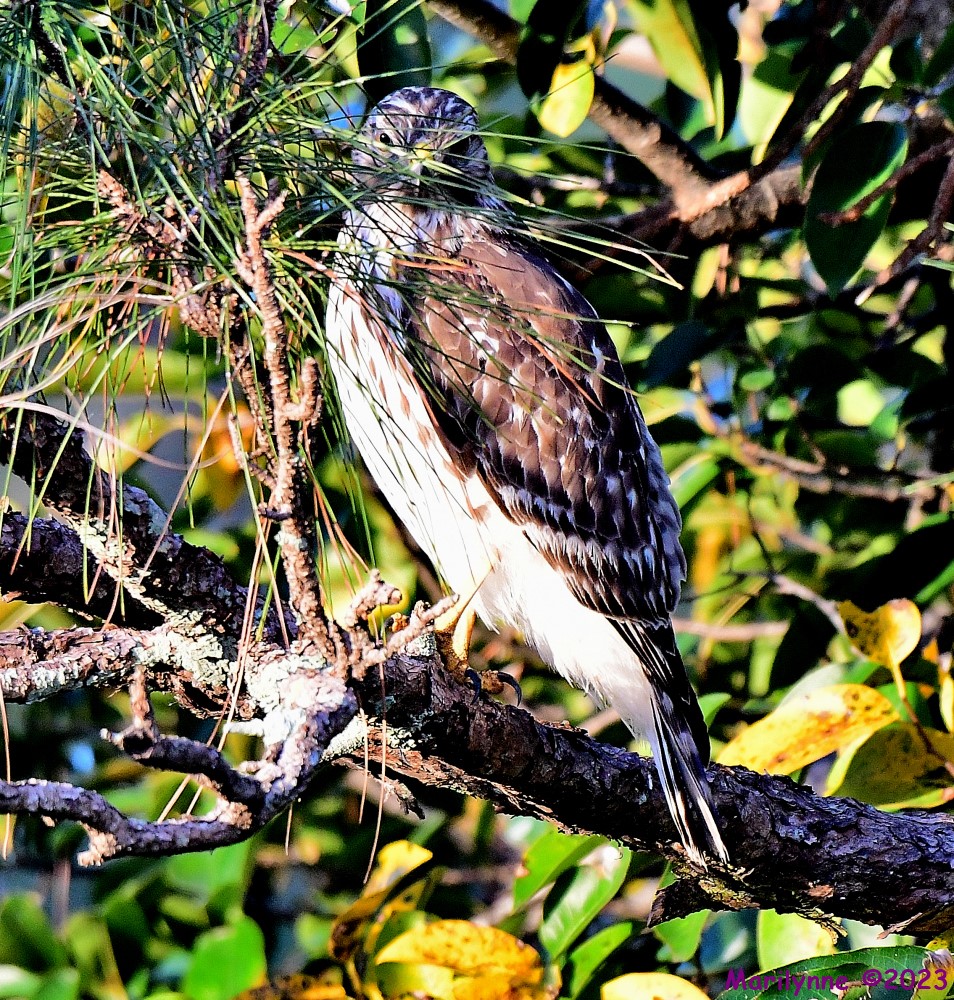 DSC_9349_001.JPG