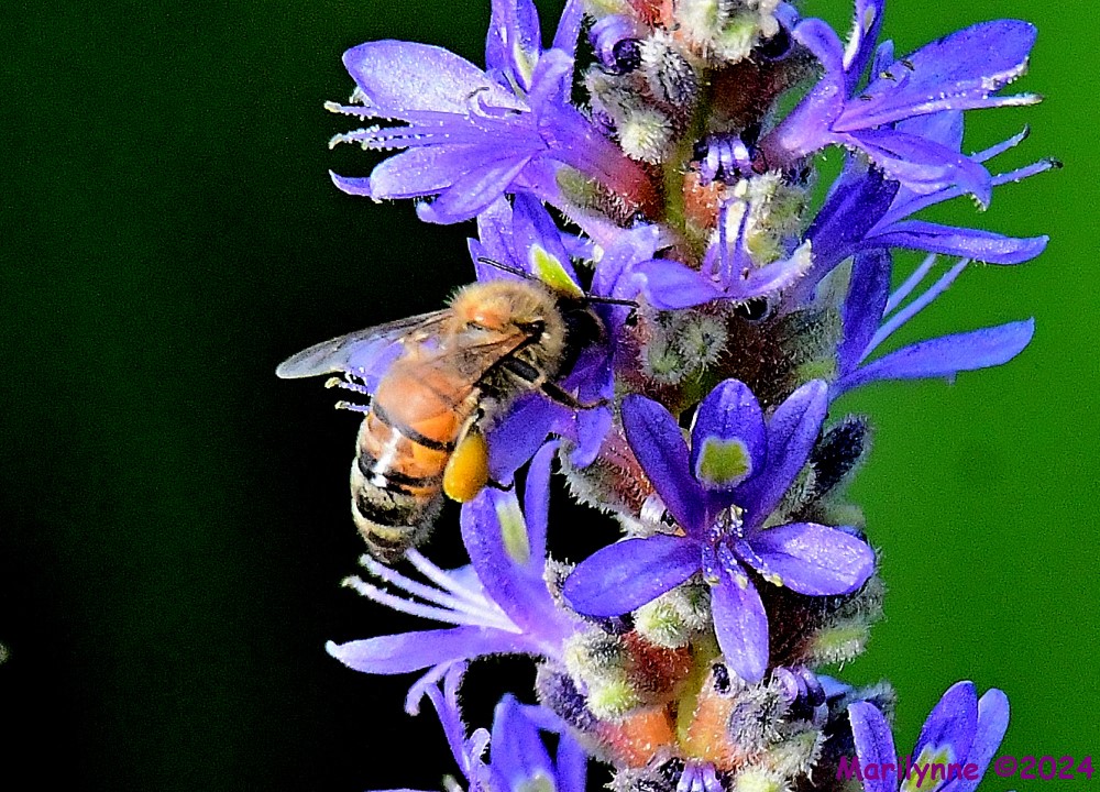 DSC_9349_001.JPG