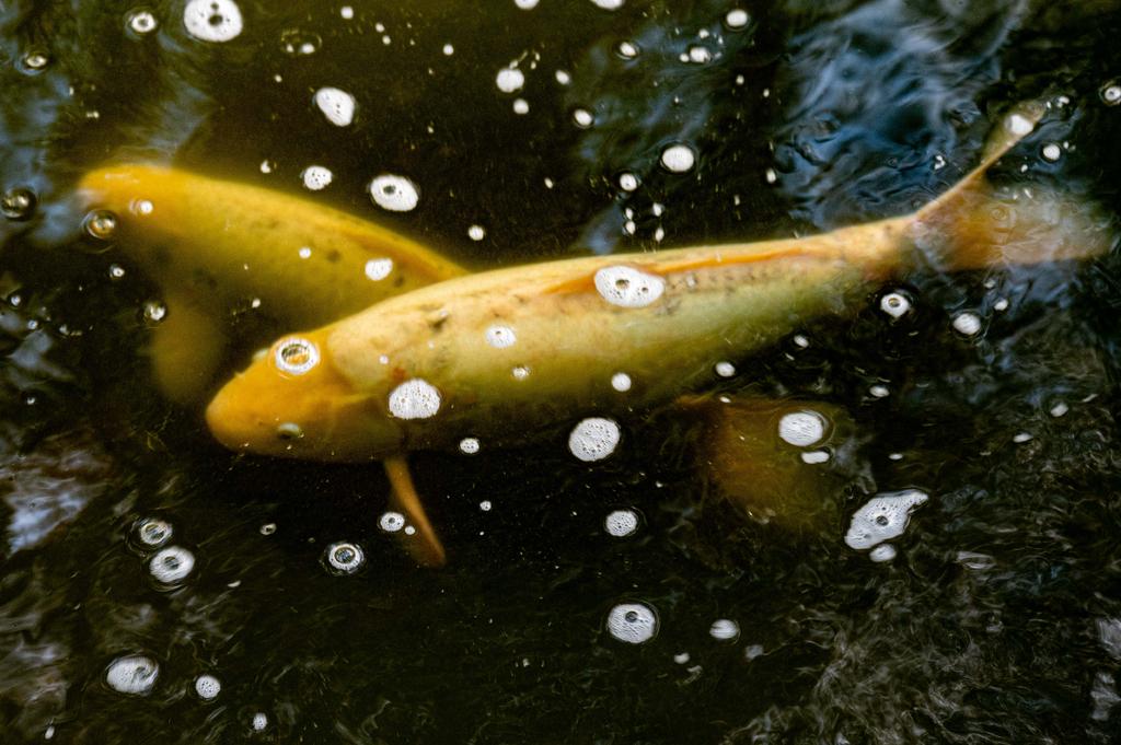 DSC_9351.jpg