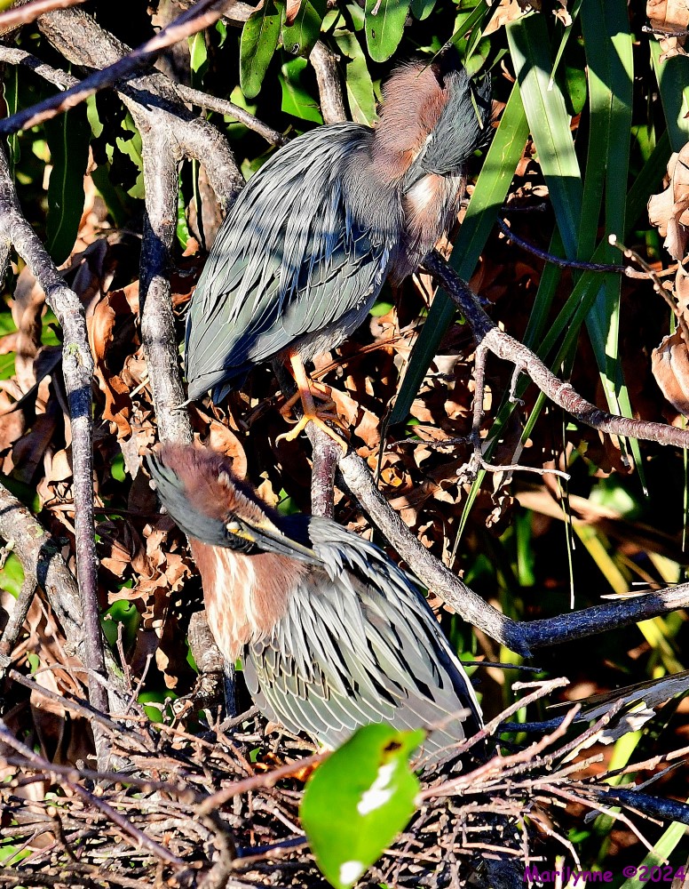 DSC_9351_001.JPG