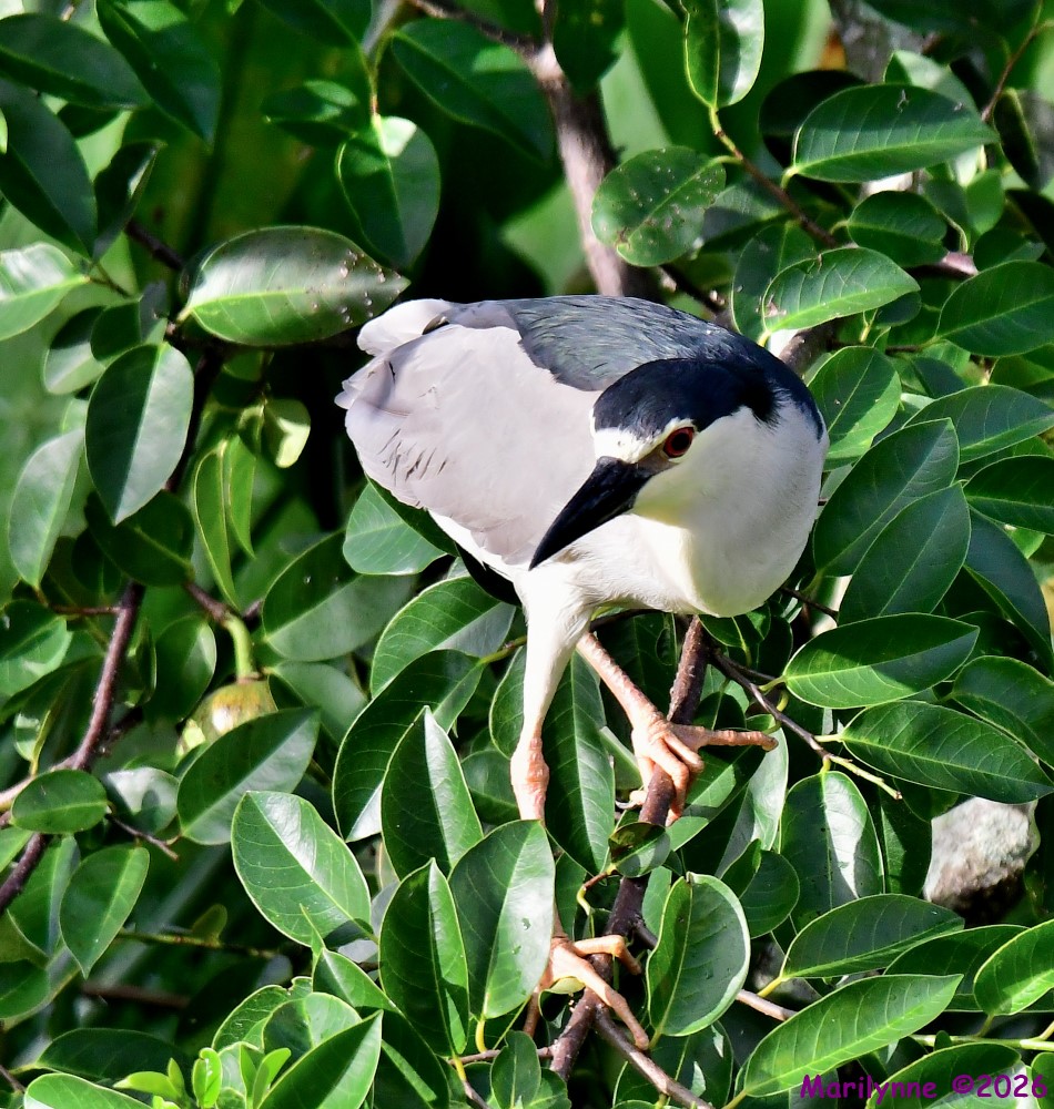 DSC_9351_001.JPG