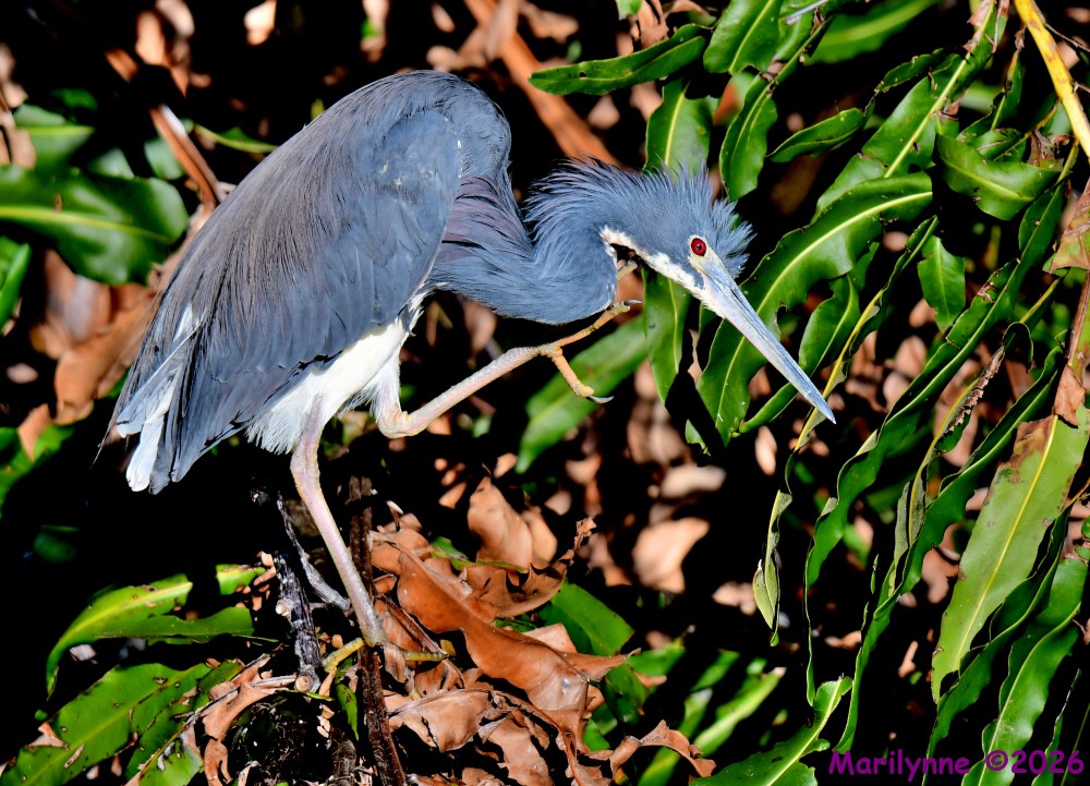 DSC_9352_001.JPG