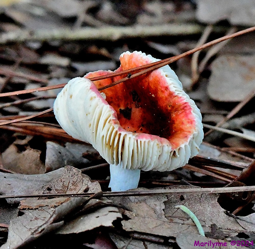 DSC_9356_001.JPG